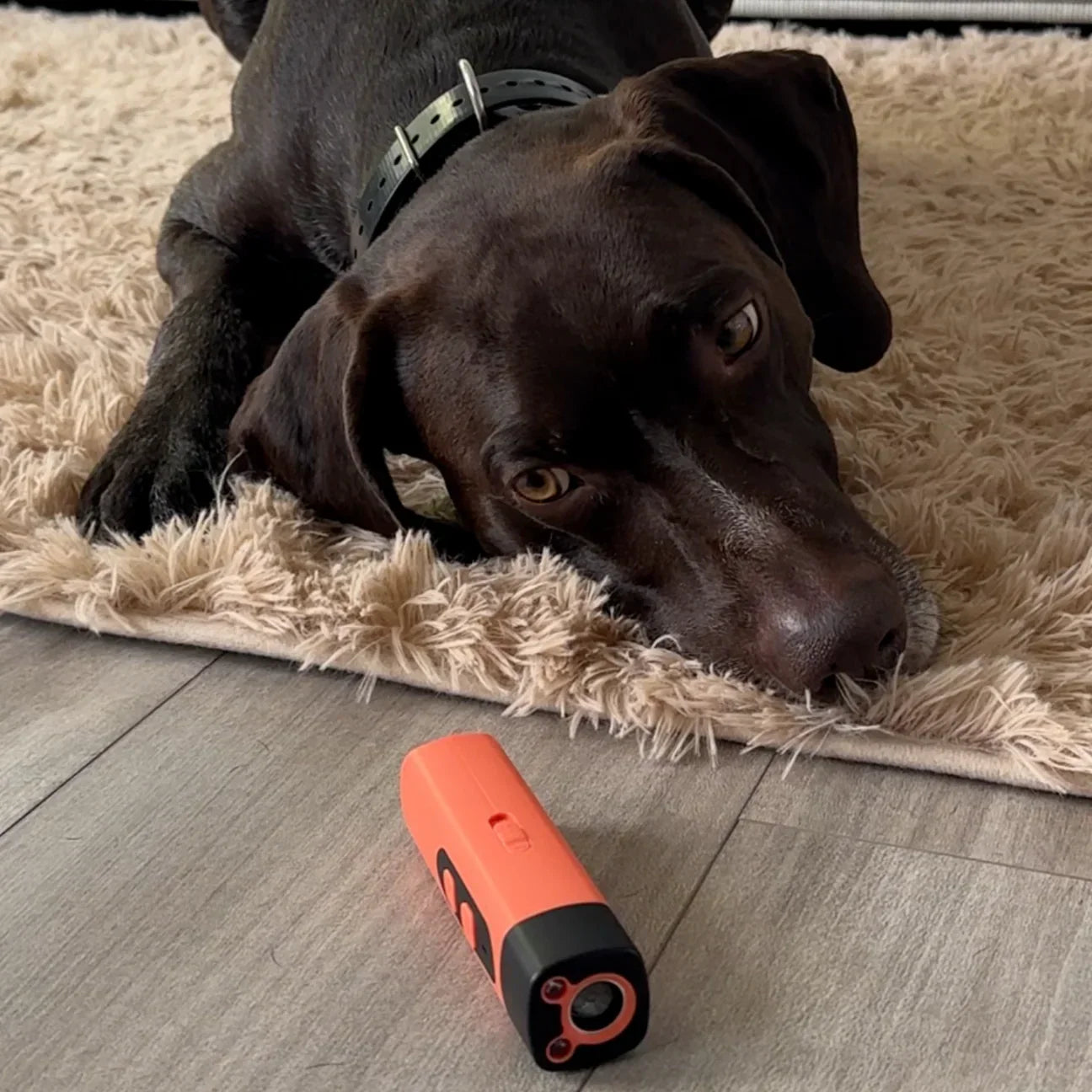 LydLyn | Stoppa hundens skällande med ett klick