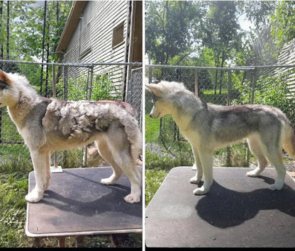 PelsVac™ Mini – Børsting og støvsuging i ett