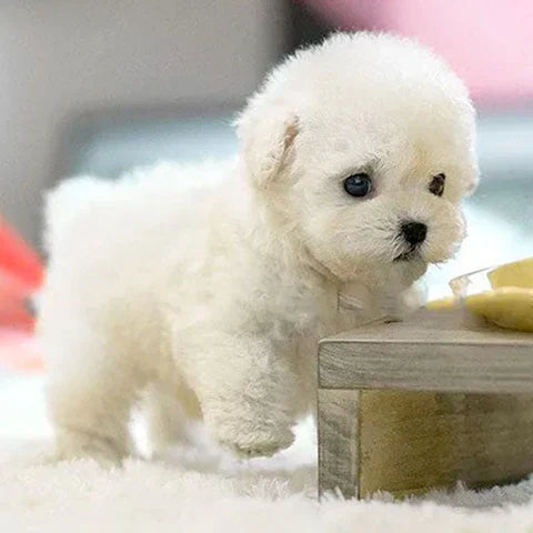 FluffPuppy™ | Den söta hundvalpen utan besvär