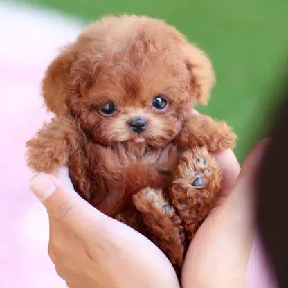 FluffPuppy™ | Den söta hundvalpen utan besvär